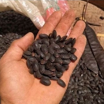 

Biji Kedaung Kedawung kering