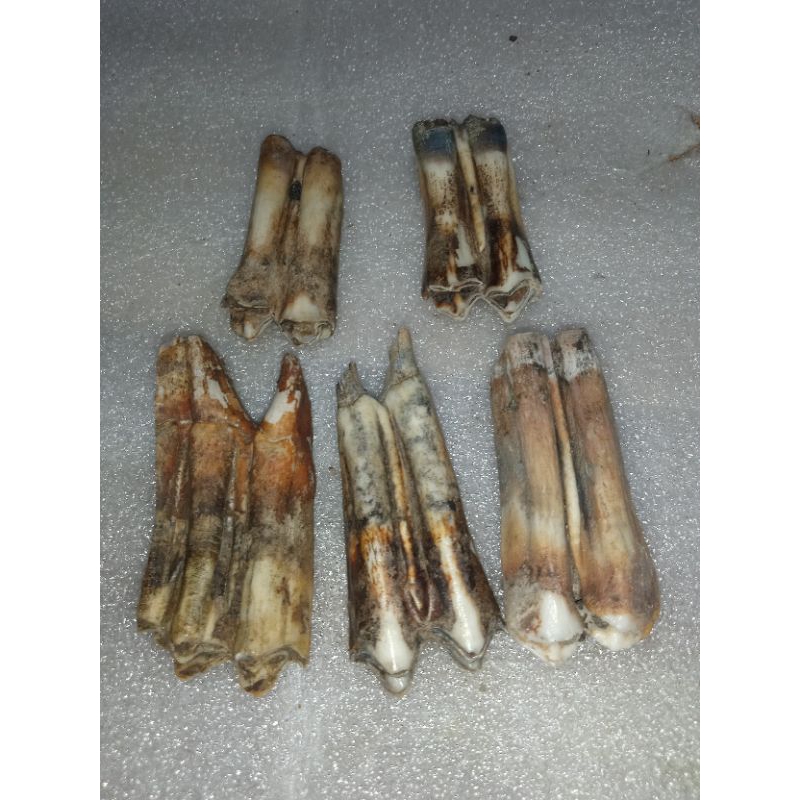 gigi warak purbakala