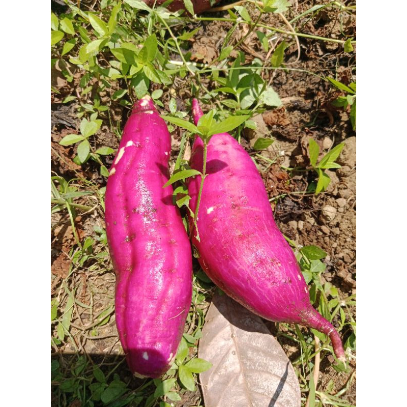 

ubi Jepang pingki 1kg mentah