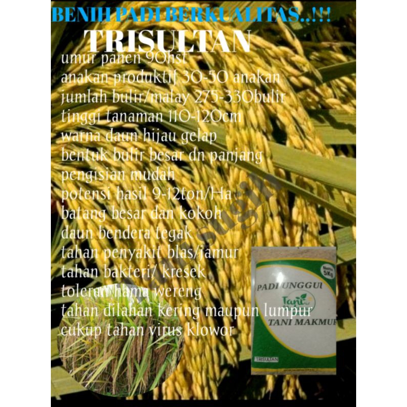 benih/bibit padi TRISULTAN 05 kemasan 5kg,beras bening,nasi pulen,hasil joss