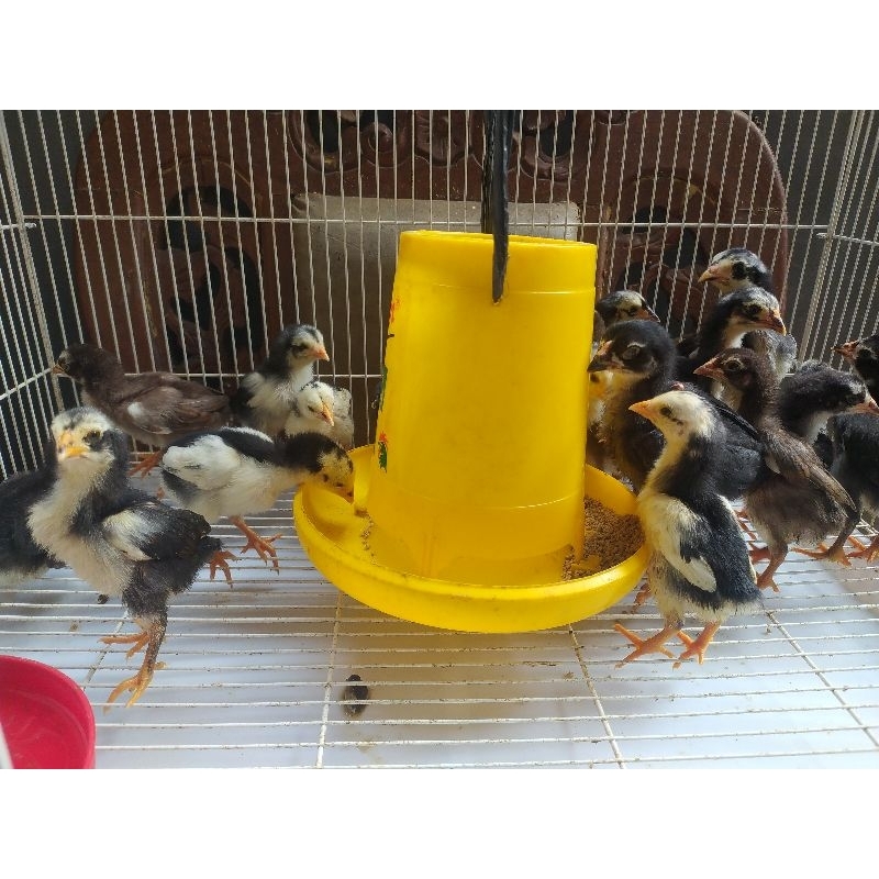 anak ayam bangkok klasik umur 2minggu