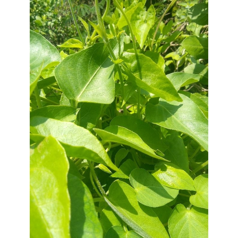 

(Promo) Daun Herbal Sembukan Segar Fresh Baru Petik
