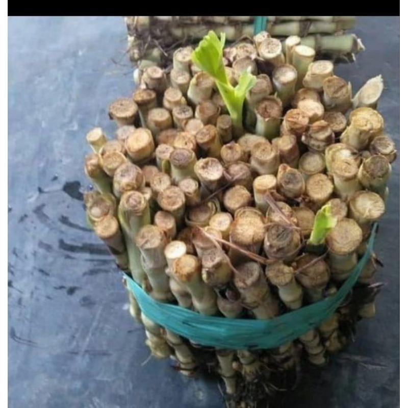 ready Bibit Stek odot/tanaman odot 1kg/Stek Rumput Gajah