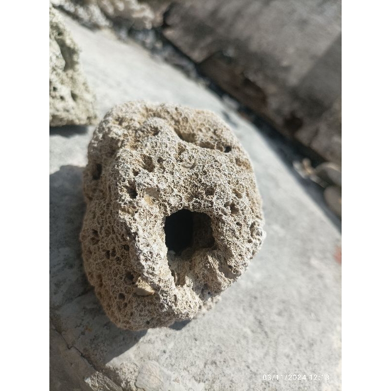 Batu karang laut bolong batu karang berongga batu karang hias rumah ikan batu karang aauarium