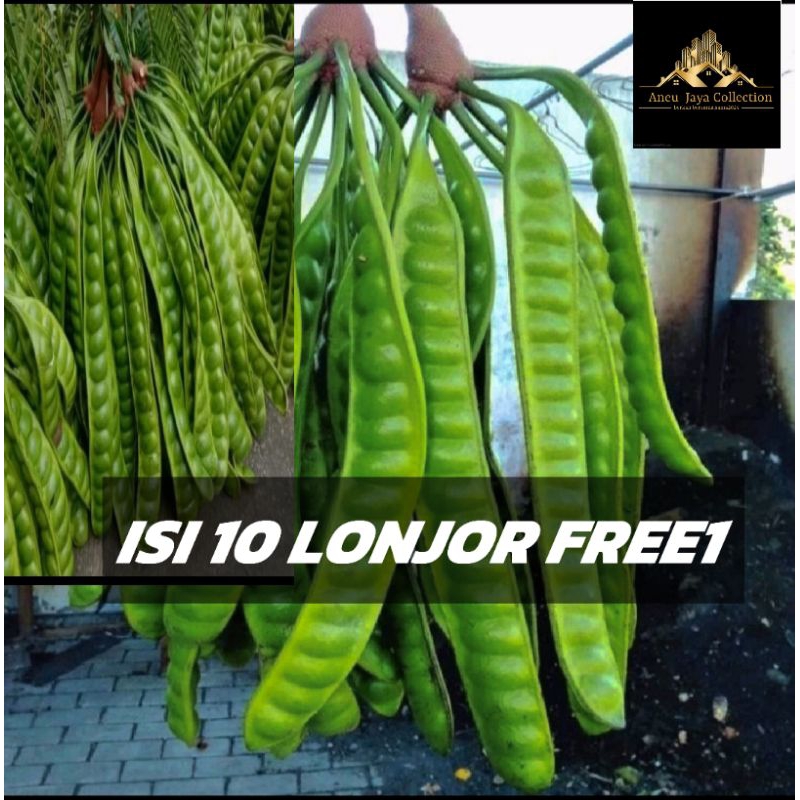 

PROMO PETE PADI ISI 10 LONJOR +1/ PEUTEUY PRES BUNGBULANG PEUTEUY DADAKAN