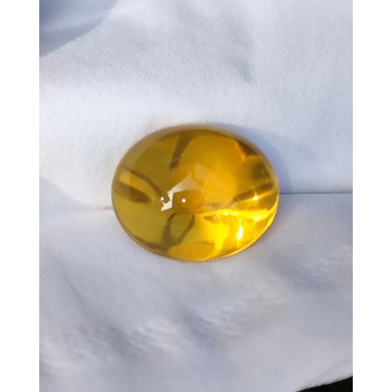 KECUBUNG KUNING GOLD KECUBUNG BIMOLI BORNEO KALIMANTAN