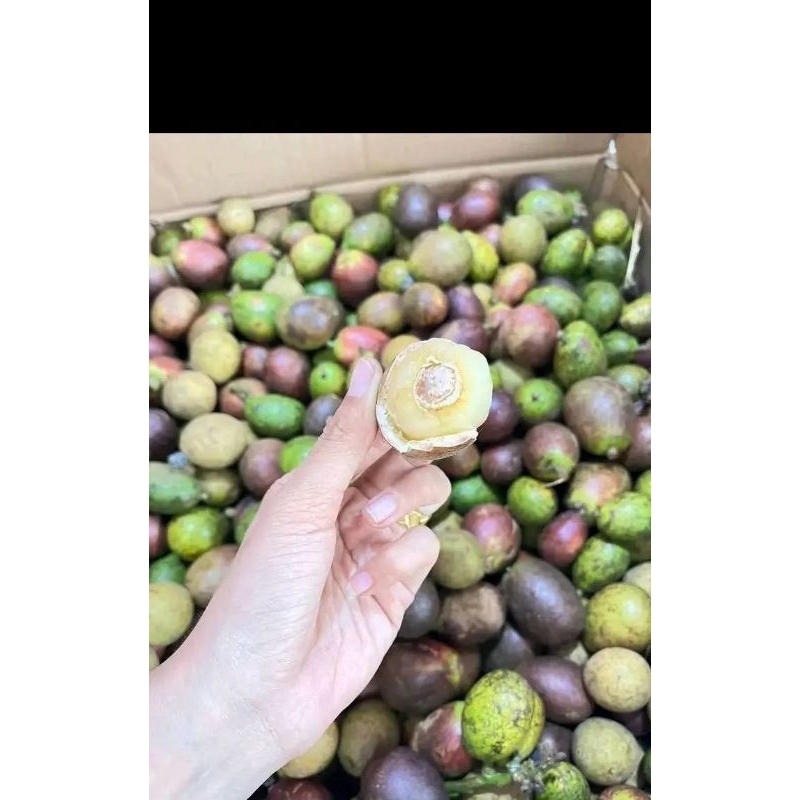 

matoa tiga rasa