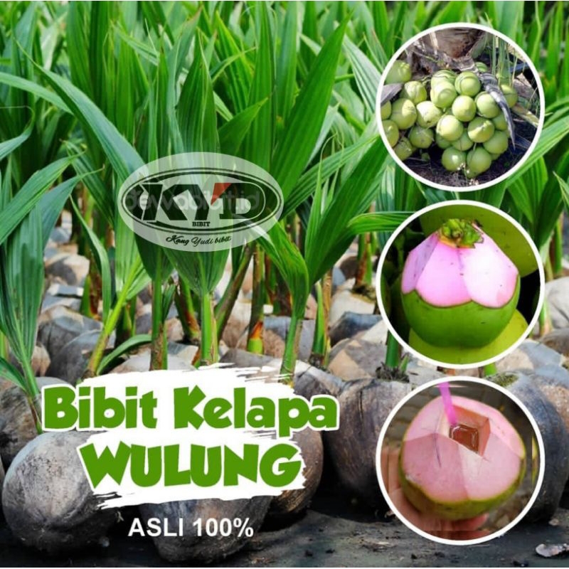 bibit kelapa genjah wulung asli .SUPER.