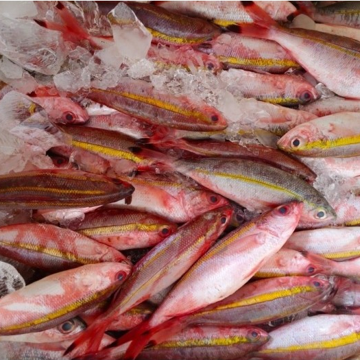 

Ikan Pisang Pisang 1Kg Ikan Pisang Pisang Segar Banana Fish