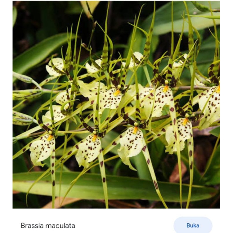 anggrek Oncidium brassia rex