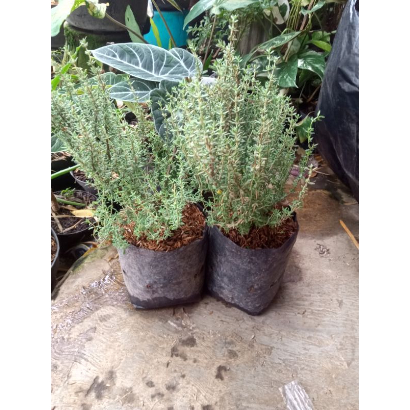 Tanaman Herbal Thyme -Bibit Tanaman Thyme