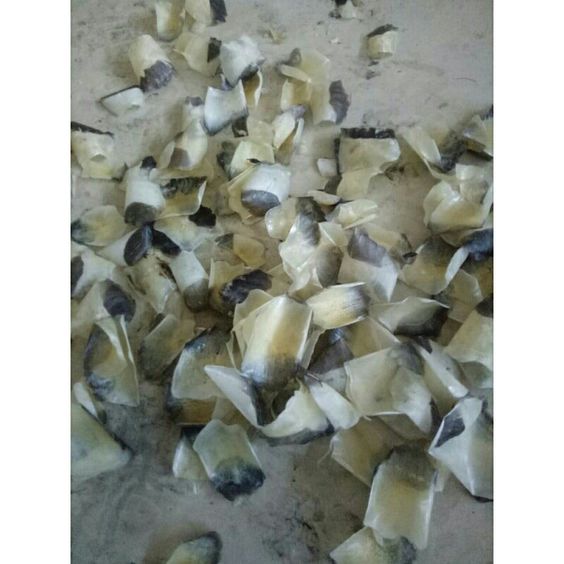 

SISIK IKAN NAPOLEON KERING DAN BERSIH