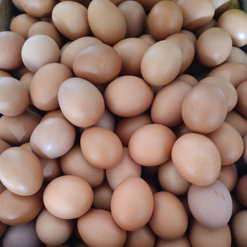 

Telur Ayam Fresh kemasan 1 Kg