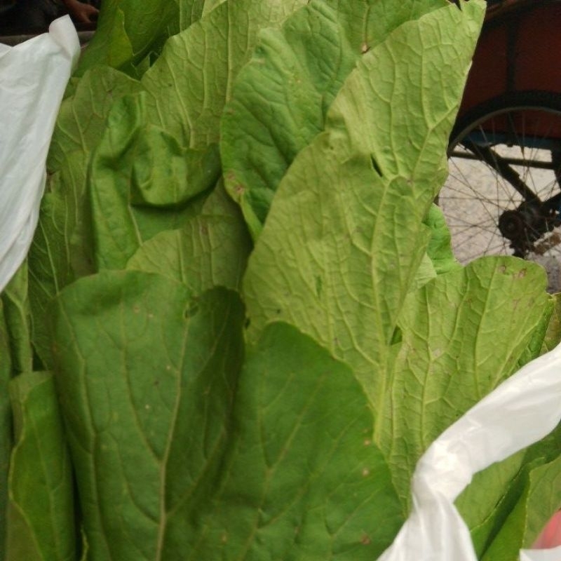 

sawi hijau 1 ikat besar