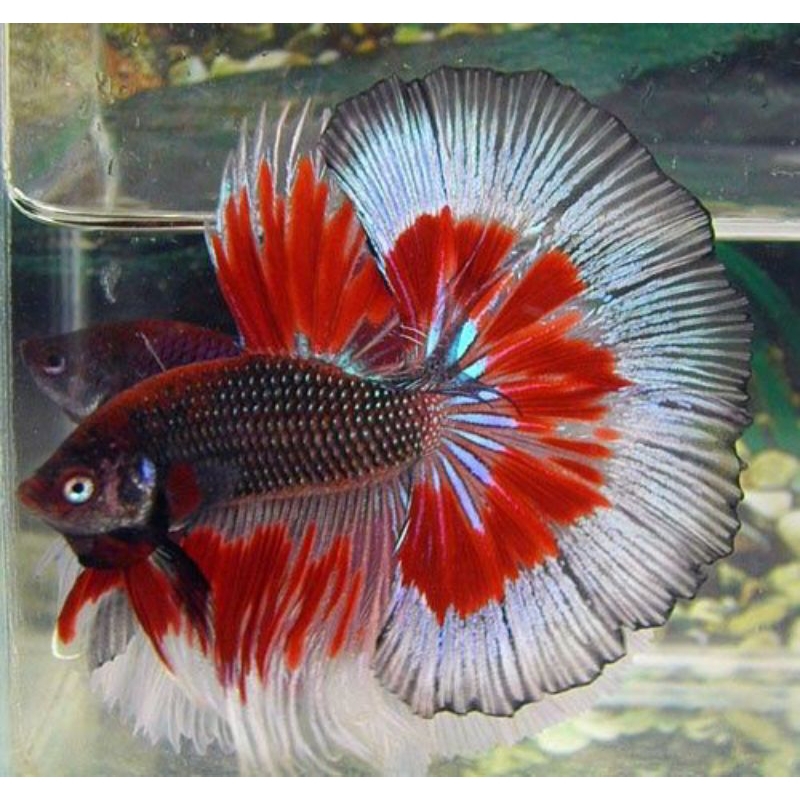 

b3tta splendens [SUPER GONDRONG]