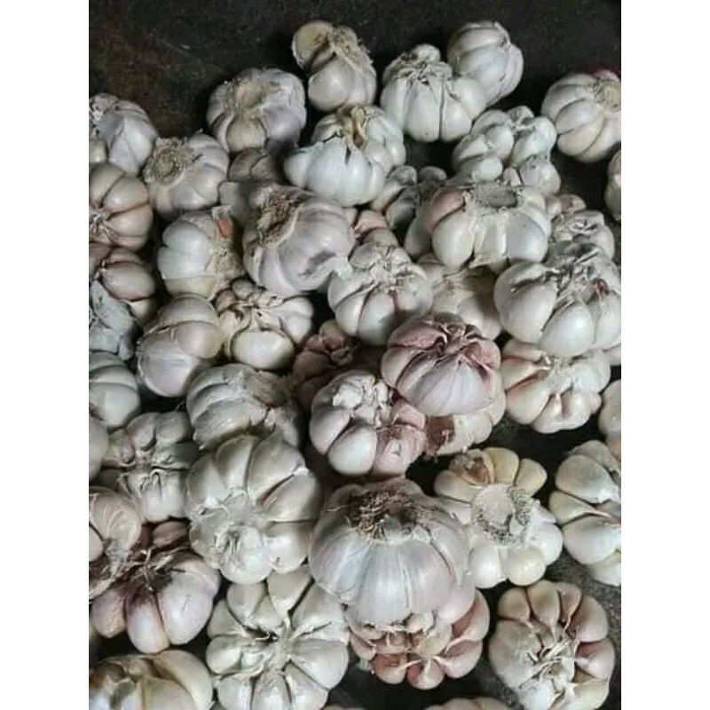 

bawang putih