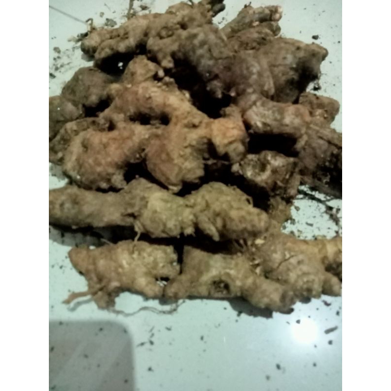 

jahe merah 500gr#mengobatipencernaan#mengurangiperadangan#menurunkankolesterol#menurunkankadarguladarah#meredakannyeri#menjagakesehatanmulut#mengatasibatukdansakittenggorokan#mengurangisakitjantung#menjagakesuburan