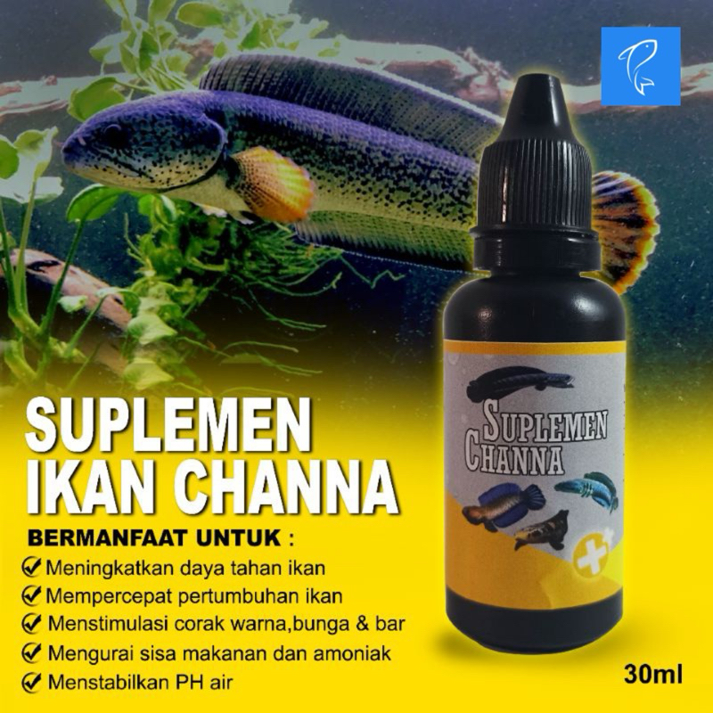 Suplemen ikan Channa obat probiotik Chana mutasi warna