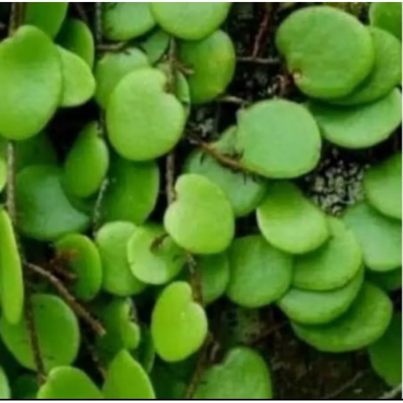

Obat herbal daun sisik naga daun picisan 500 gram