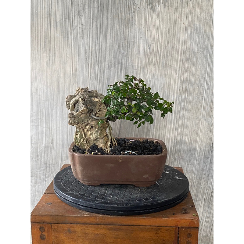 Bonsai Serut OTR on the rock , dalam batu , diatas batu