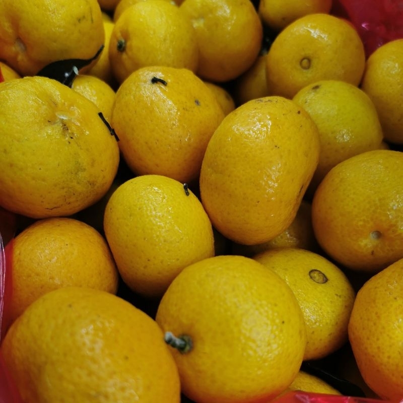 

Buah Jeruk santang Daun Segar| Buah jeruk pilihan untuk penggemar buah musima