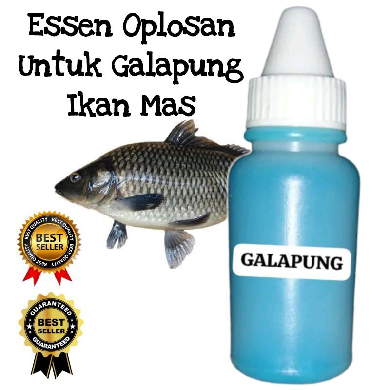 Essen galapung ikan mas