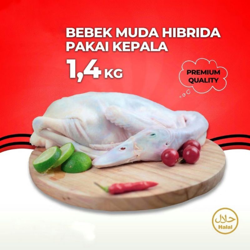 

DAGING BEBEK HIBRIDA 1.4 KG PAKAI KEPALA KAKI FROZEN