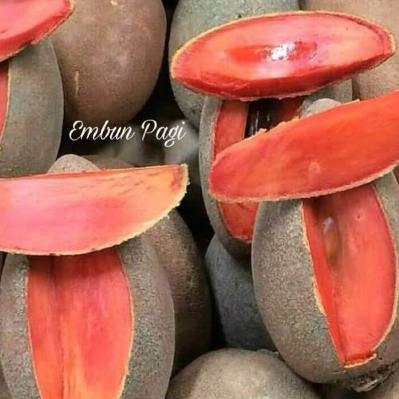 Tanaman mamey sapote okulasi batang besar berbunga