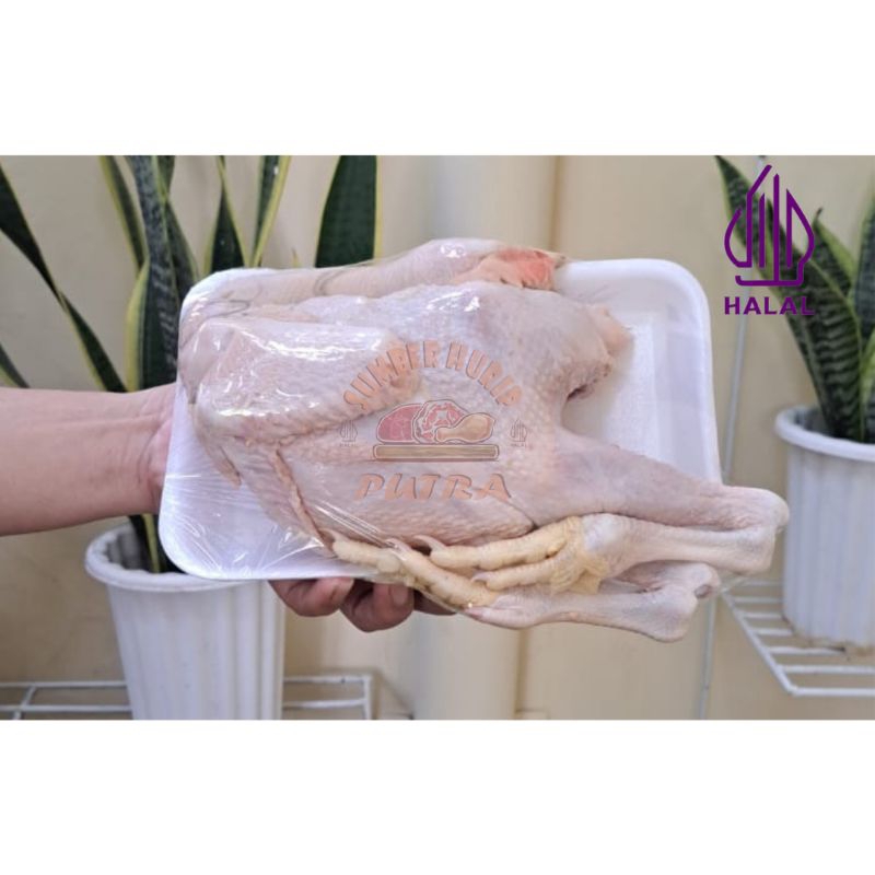 

BAH Ayam Pejantan termurah 0.9-1,2Kg (Bobot Hidup)