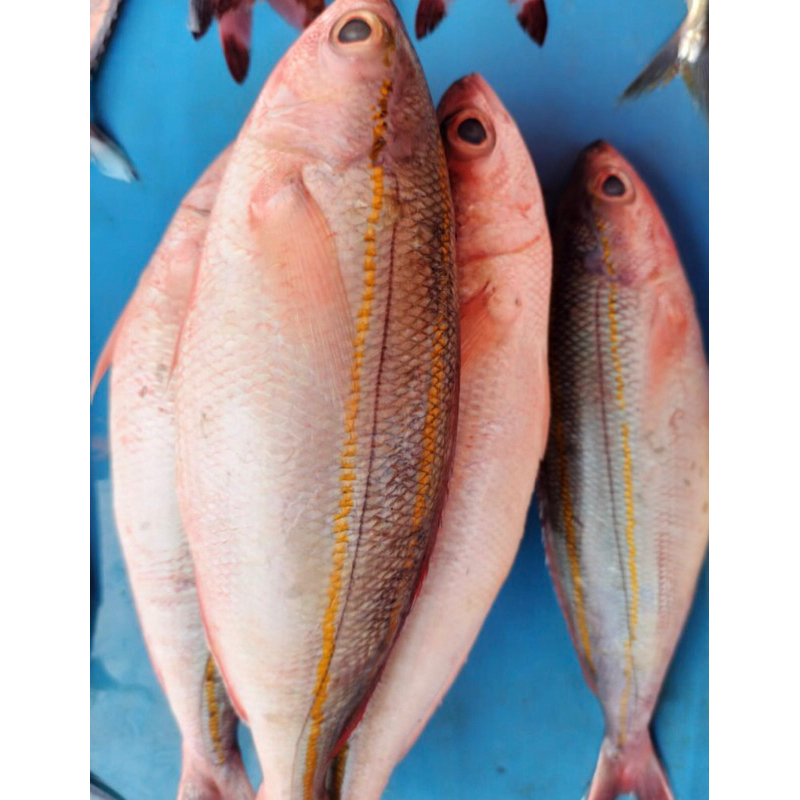 

Ikan Sinrili Segar Berkualitas dapat 4-5ekor tergantung ukuran