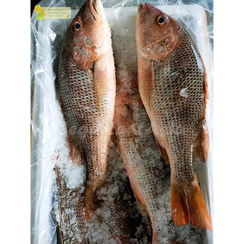 

Ikan Kakap Merah Segar Ikan Kakap Jenaha 1Kg