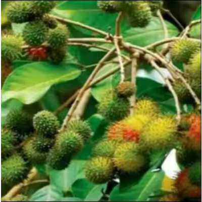 Bibit Rambutan Rapiah ASLI Hasil Okulasi / Cangkok Cepat Berbuah
