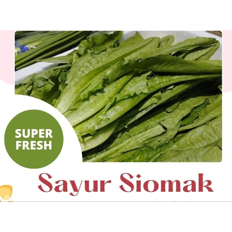 

Siomak Fresh 250gr | Selada wangi | Selada cina | Sayur Siomak | daun Siomak