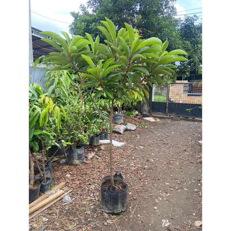 planterbag mamey sapote Lorito sambung susu