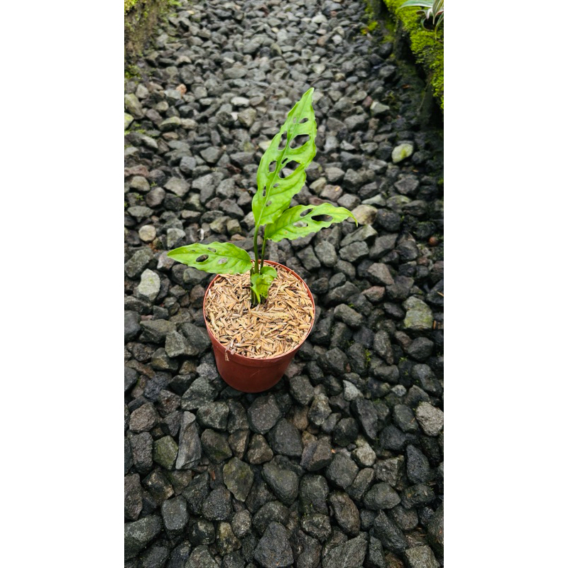 monstera obliqua peru