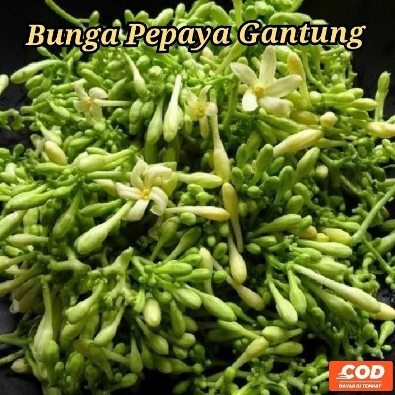 

Bunga pepaya gandul /250gr