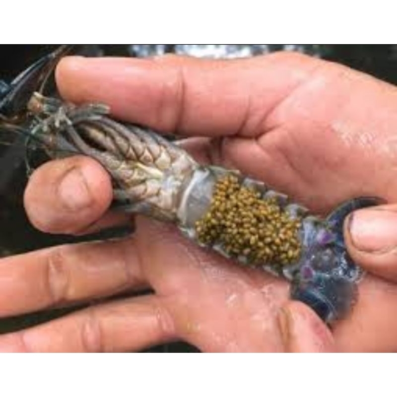 INDUKAN LOBSTER AIR TAWAR / RED CLAW GENDONG TELUR