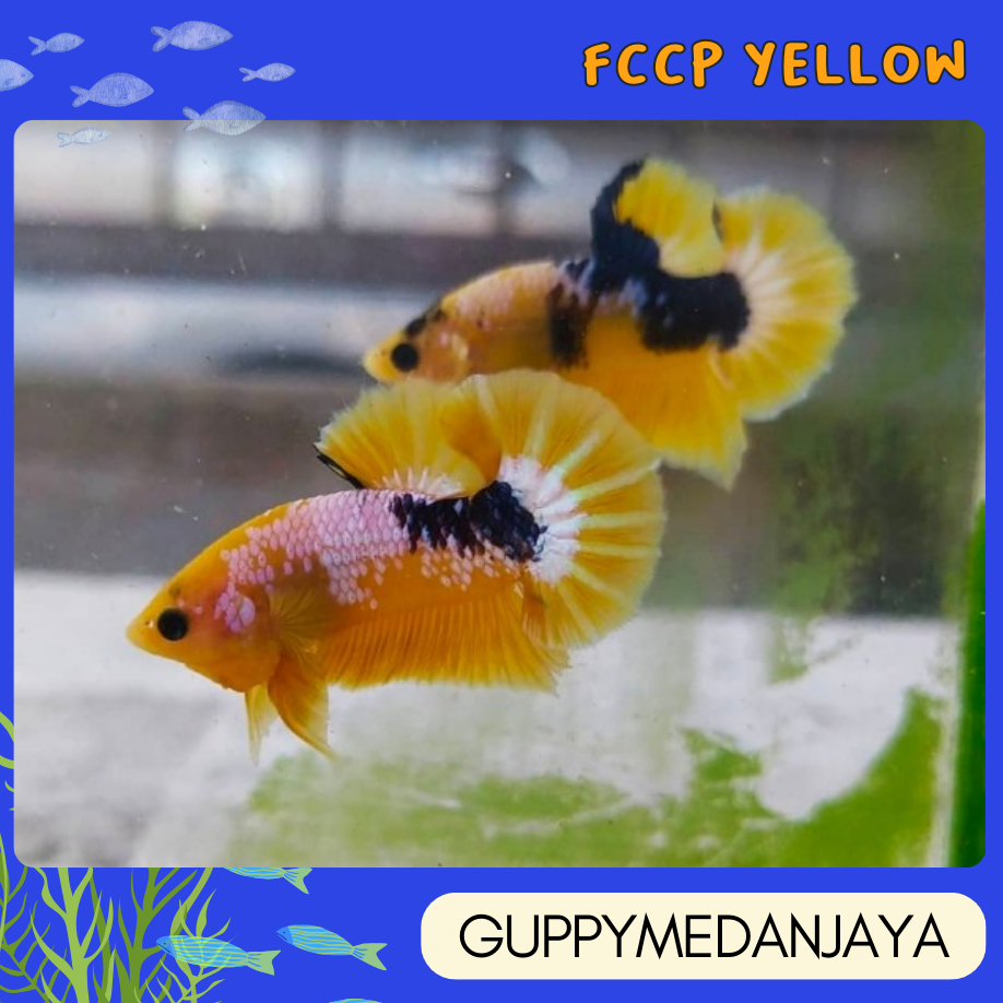 

CUPANG FANCY YELLOW KUNING - BUKAN STICKER ANAK BUKU TULIS -