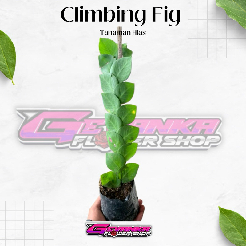 Tanaman Hias Dolar Rambat Besar - Flexi - Giant Dollar - Ficus Pumila