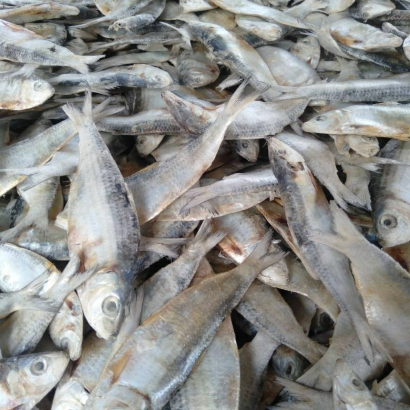 

Ikan asin Tembang 1Kg