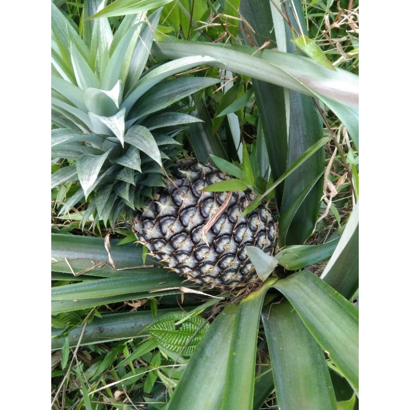 

bibit nanas madu isi 15 pohon