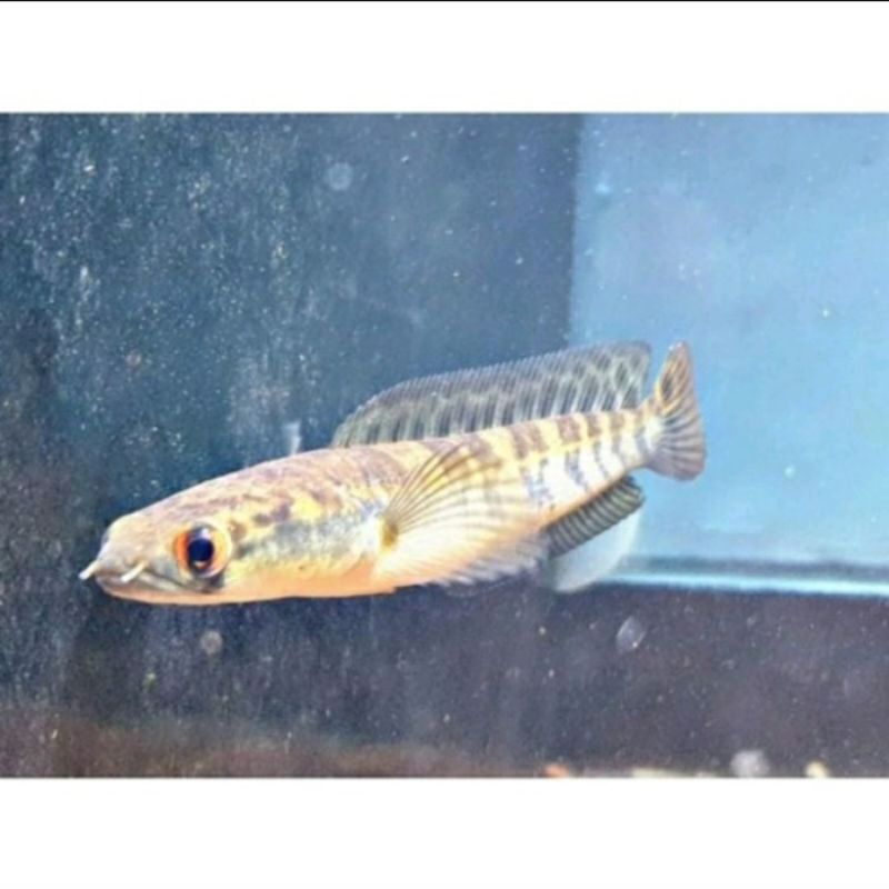 ( promo ) oren riau 9-10 cm kwalitas bergaransi l