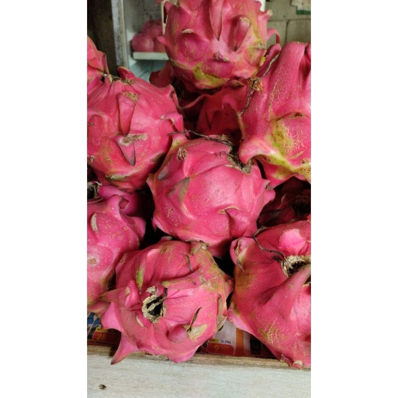 

buah Naga merah