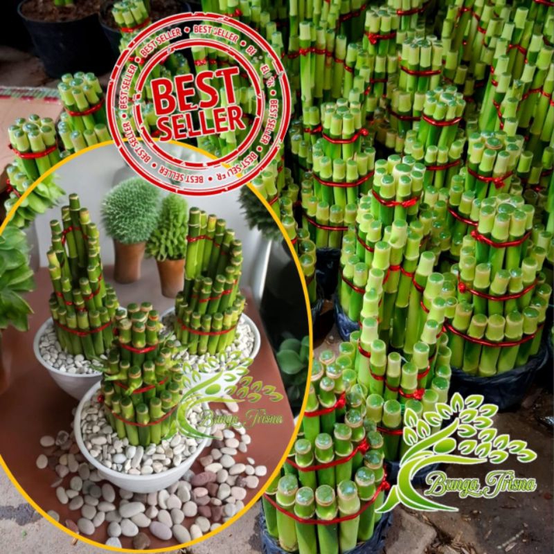 Bambu Hoki / Bambu Rejeki / Bambu Lucky / Bambu Keberuntungan / Bambu Air / Bambu China / Sri Rejeki