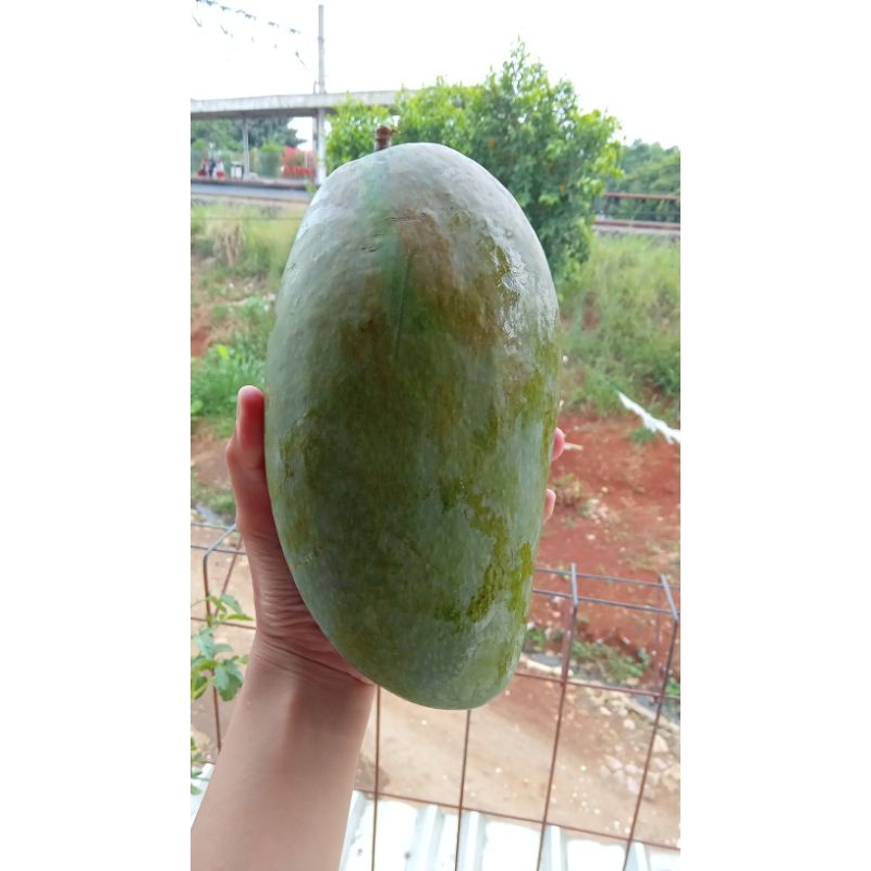 

Mangga Thailand // Mangga Kyojay
