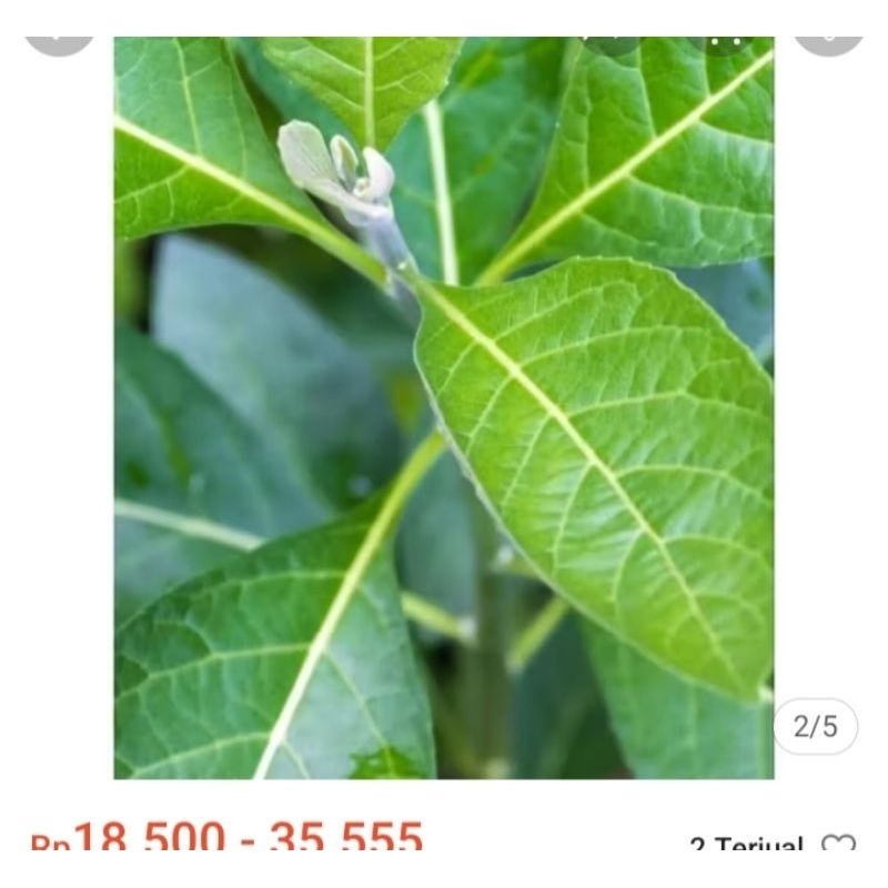 

daun aprika daun sembung nyawa pres.500g