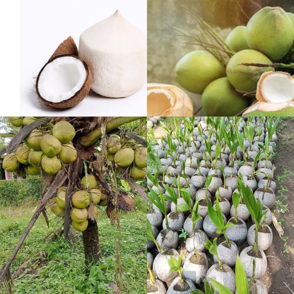 

ISI 5 Kelapa Ijo Asli, Kelapa Ijo Muda, Kelapa Ijo