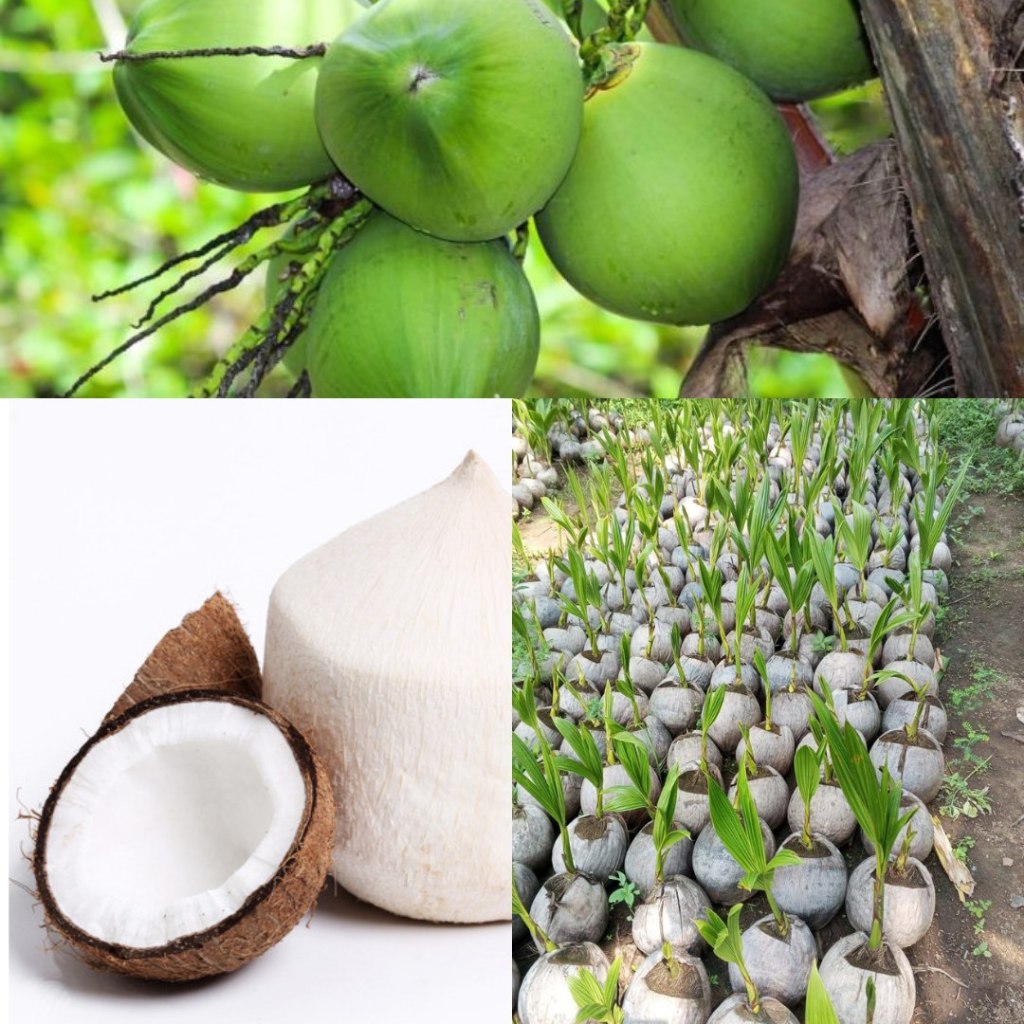 

ISI 5 Kelapa Genjah Entok Kebumen, Kelapa Genjah, Kelapa Gading oren