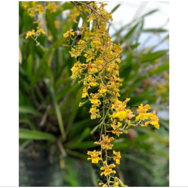 Anggrek Oncidium Golden Shower