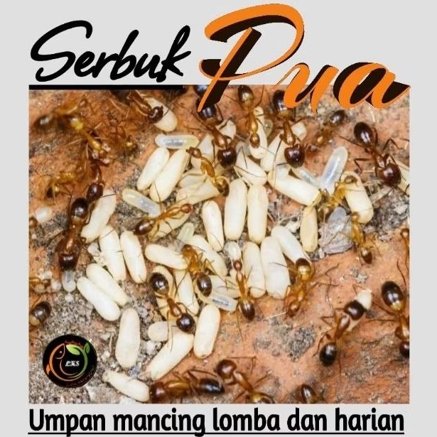 Serbuk Pua ( Pengganti Kroto, Tj dan Pua ) campuran umpan ikan dan pakan burung pakan ikan burayak